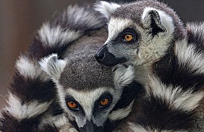 《街头霸王6》新角色“特瑞”角色指南 9月24日上线